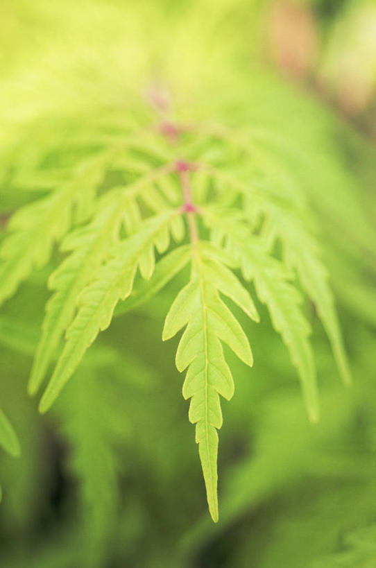 无人,竖图,室外,特写,白天,美景,叶子,景观,图像,一个,绿色,自然,春天,概念,景色,季节,摄影,生长,单个,焦点,清新,自然风光,主题,火炬树,构图,开端,漆树,彩图,时空