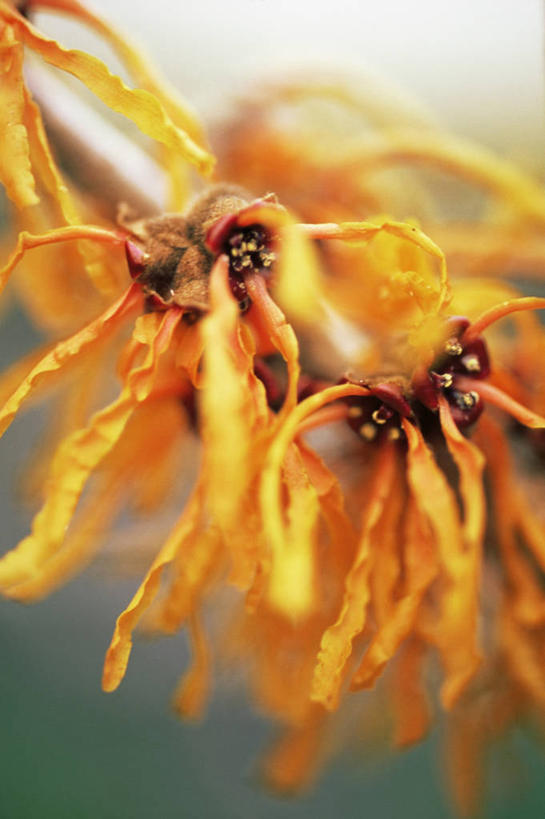 无人,竖图,室外,特写,白天,美景,植物,许多,景观,冬天,很多,图像,花瓣,自然,概念,橙色,景色,季节,摄影,焦点,自然风光,主题,构图,彩图,北美金缕梅,时空