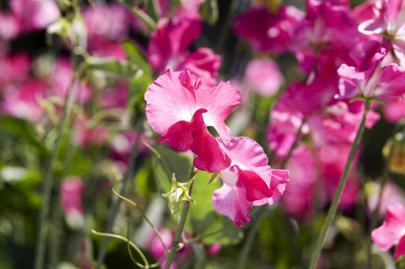 无人,横图,室外,特写,白天,美景,许多,景观,香豌豆,很多,图像,粉色,自然,夏天,概念,景色,季节,摄影,豌豆花,焦点,自然风光,主题,构图,彩图,时空