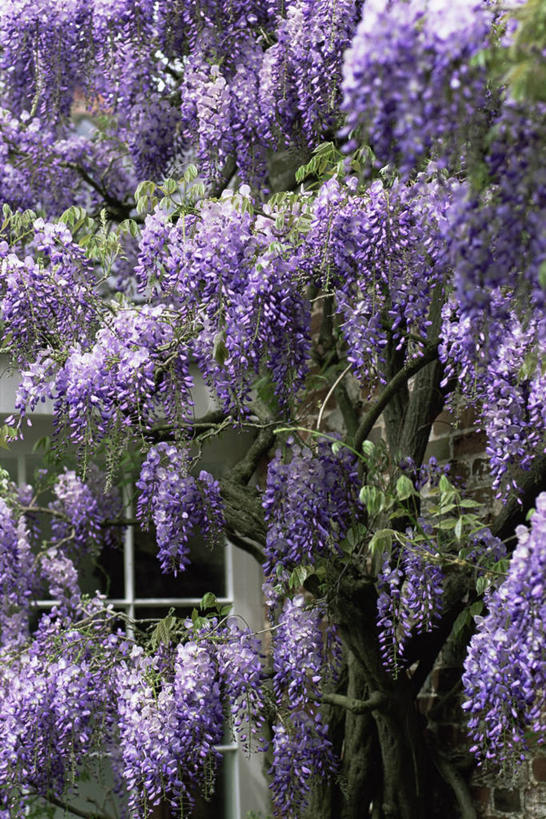 无人,竖图,室外,白天,美景,许多,景观,紫藤,很多,图像,紫色,自然,春天,概念,景色,季节,摄影,自然风光,主题,构图,彩图,全画面,全框架,全帧,时空,全画幅