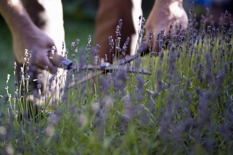 手,一个人,横图,室外,白天,爱情,美景,植物,仅一个男性,修剪,景观,园艺,浪漫,图像,设备,物品,花,紫色,自然,香草,夏天,薰衣草,概念,景色,季节,人体,摄影,部分,关爱,自然风光,主题,呼吸,灵香草,黄香草,构图,奇迹,男人,中年男性,彩图,时空,裁员