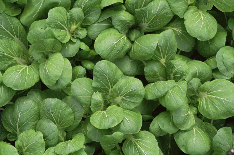 无人,横图,室外,白天,背景,农作物,美景,植物,叶子,许多,景观,青菜,很多,图像,饮食,绿色,自然,概念,甘蓝,景色,摄影,自然风光,主题,娃娃菜,健康食物,构图,彩图,全画面,全框架,全帧,时空,全画幅