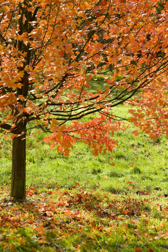 无人,竖图,室外,白天,美景,植物,枫树,景观,图像,树,自然,概念,橙色,金色,景色,季节,摄影,自然风光,主题,构图,红花槭,秋天,彩图,时空
