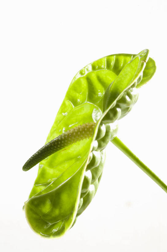 无人,竖图,室内,特写,白色背景,美景,百合花,静物,盛开,景观,图像,花蕾,花,花瓣,花朵,鲜花,一朵,一个,绿色,白色,自然,花苞,花蕊,概念,景色,摄影,影棚,单个,自然风光,摄影棚,主题,花烛属,强瞿,构图,百合蒜,倒仙,番韭,山丹,彩图,影棚拍摄,拍摄