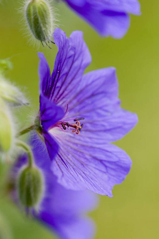 无人,竖图,室外,特写,白天,热情,美景,景观,图像,花瓣,紫色,阳光,自然,太阳花,概念,景色,摄影,天竺葵,焦点,自然风光,主题,构图,牻牛儿苗,彩图,时空