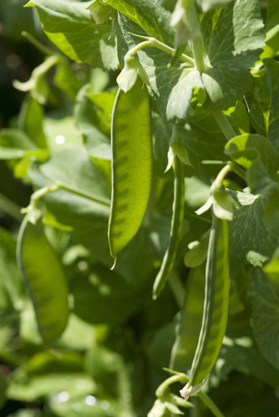 无人,竖图,室外,特写,白天,植物,蔬菜,叶子,豆类,豆子,豌豆,食品,图像,荷兰豆,饮食,绿色,自然,夏天,概念,季节,摄影,有机食品,焦点,清新,主题,雪豆,豆科,豌豆系,健康食物,寒豆,毕豆,麻累,国豆,小寒豆,麦豌豆,构图,彩图,时空