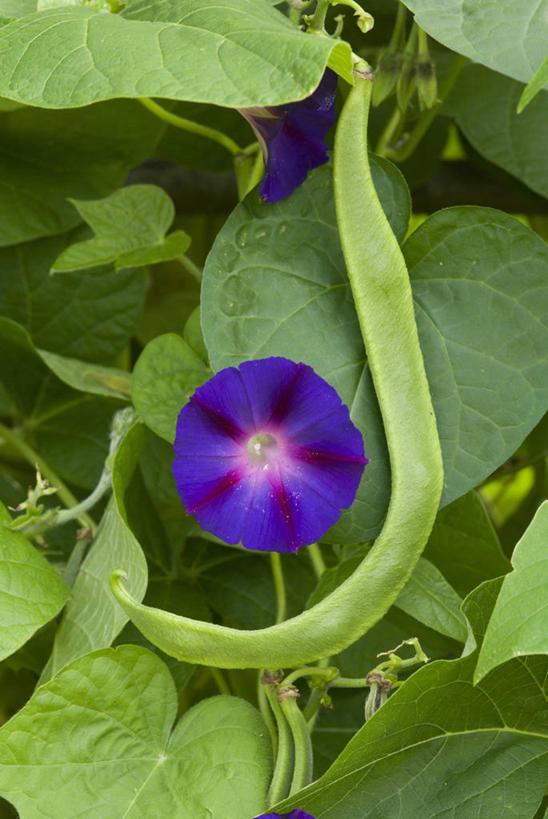 无人,竖图,室外,特写,白天,美景,景观,图像,豆角,饮食,紫色,自然,夏天,概念,景色,季节,摄影,焦点,清新,自然风光,主题,构图,红花菜豆,牵牛花,番薯,彩图,时空
