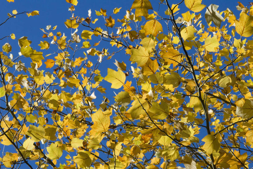 无人,横图,室外,特写,白天,美景,叶子,许多,景观,很多,图像,黄色,蓝色,天空,自然,概念,金色,景色,季节,摄影,焦点,自然风光,主题,自然现象,落叶树,构图,郁金香树,秋天,彩图,全画面,全框架,全帧,时空,全画幅