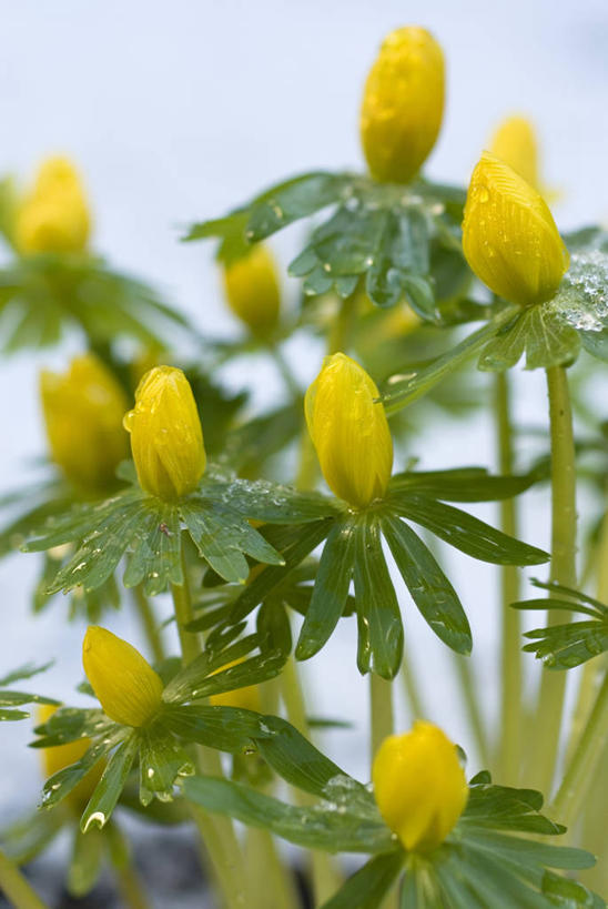 无人,竖图,室外,特写,白天,美景,植物,景观,冬天,图像,花,黄色,自然,概念,景色,季节,摄影,焦点,清新,自然风光,主题,构图,冬乌头,彩图,时空