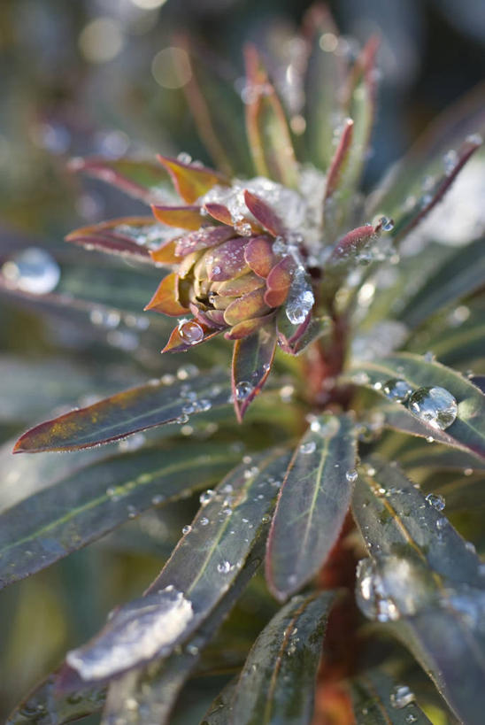 无人,竖图,室外,特写,白天,美景,水,植物,叶子,景观,冬天,草药,药草,图像,花蕾,霜,中药,自然,概念,景色,季节,摄影,灌木,焦点,清新,自然风光,主题,药材,中草药,自然现象,中药材,本草,马利筋,构图,彩图,时空
