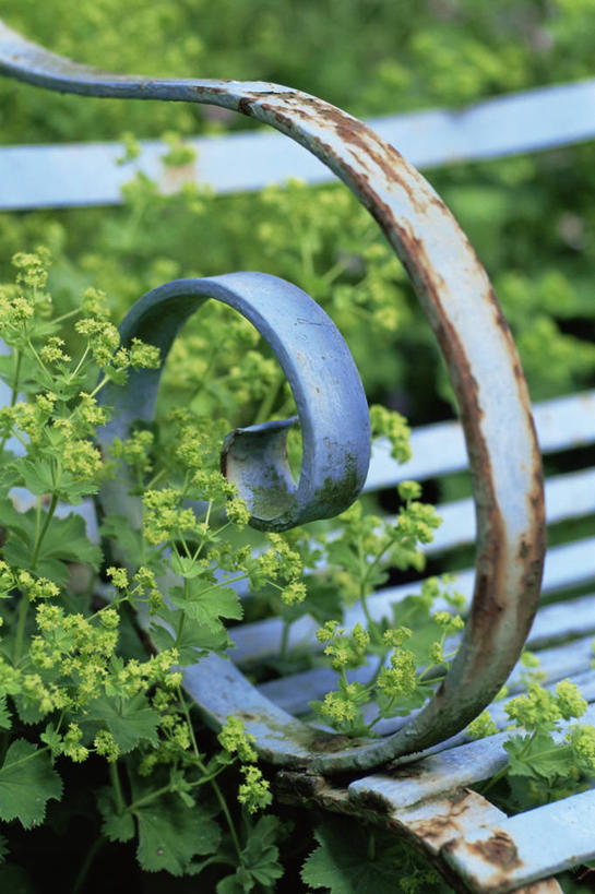 无人,竖图,室外,特写,白天,美景,铁,景观,地面,浪漫,图像,绿色,自然,夏天,概念,景色,季节,摄影,园林,焦点,自然风光,主题,铁艺,构图,彩图,斗蓬草,时空