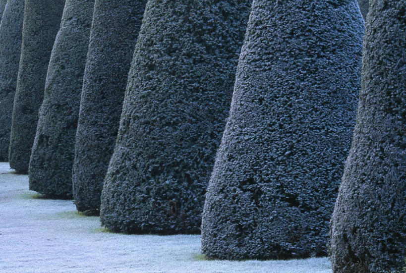 无人,横图,室外,白天,美景,正装,景观,冬天,霜,自然,景色,寒冷,摄影,简单,自然风光,紫杉,一致,彩图