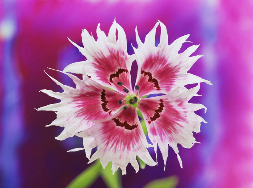 无人,横图,室外,特写,白天,美景,植物,紫色背景,盛开,景观,美丽,花蕾,花,花瓣,花朵,鲜花,一朵,一个,粉色,自然,花苞,花蕊,景色,摄影,单个,自然风光,荷兰石竹,大胆,热心,洛阳花,石竹,彩图,石菊,石竹子花,绣竹,中国石竹,中国沼竹