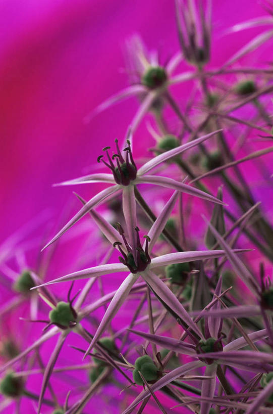 无人,竖图,彩色,室外,特写,白天,美景,植物,粉色背景,景观,粉色,自然,景色,摄影,五颜六色,色彩斑斓,自然风光,五彩缤纷,五彩斑斓,五光十色,彩图,洋葱花