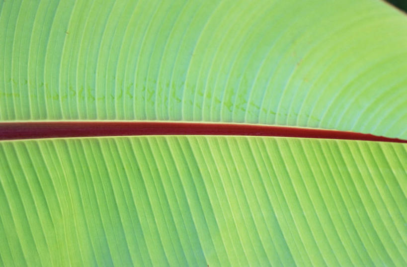 无人,横图,室外,特写,白天,美景,植物,叶子,景观,自然,景色,摄影,生长,香蕉叶,清新,自然风光,式样,彩图,全画面,全框架,全帧,全画幅