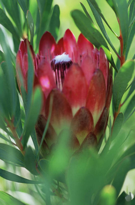 无人,竖图,室外,白天,美景,盛开,景观,花蕾,花,花瓣,花朵,鲜花,一朵,红色,自然,花苞,花蕊,景色,摄影,热带气候,自然风光,普罗梯亚木,彩图