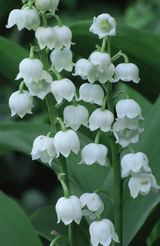 无人,竖图,室外,特写,白天,美景,植物,景观,白色,自然,景色,摄影,铃兰,自然风光,彩图