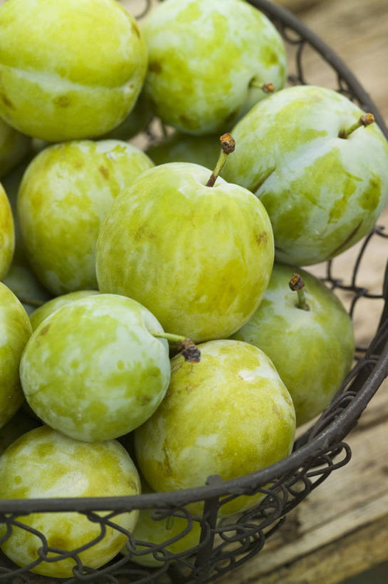 无人,竖图,室外,特写,白天,农业,农作物,美景,植物,李子,水果,景观,饮食,自然,青梅,景色,摄影,清新,自然风光,选择,健康食物,彩图