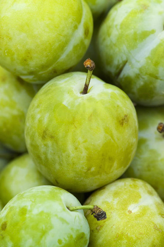 无人,竖图,室外,特写,白天,农业,农作物,美景,植物,李子,水果,景观,饮食,自然,青梅,景色,摄影,清新,自然风光,选择,健康食物,彩图