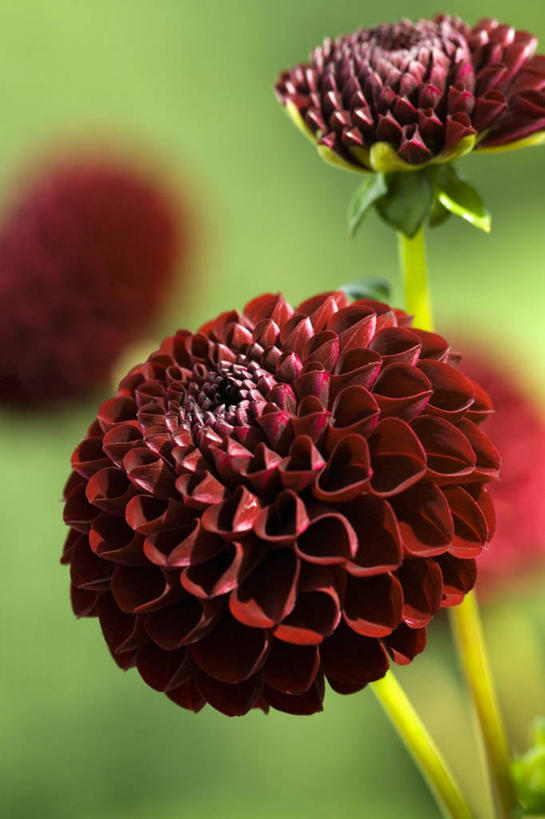 无人,竖图,室外,特写,白天,感激,美景,植物,新鲜,景观,大丽花,花蕾,红色,自然,菊花,景色,摄影,大理花,天竺牡丹,自然风光,大丽菊,吉利,新意,富丽,大方,新颖,彩图,背叛,地瓜花,东洋菊