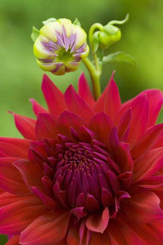 无人,竖图,室外,特写,白天,感激,美景,植物,新鲜,盛开,景观,大丽花,花蕾,花,花瓣,花朵,鲜花,一朵,红色,自然,花苞,花蕊,菊花,景色,摄影,大理花,天竺牡丹,自然风光,大丽菊,吉利,新意,富丽,大方,新颖,彩图,背叛,地瓜花,东洋菊