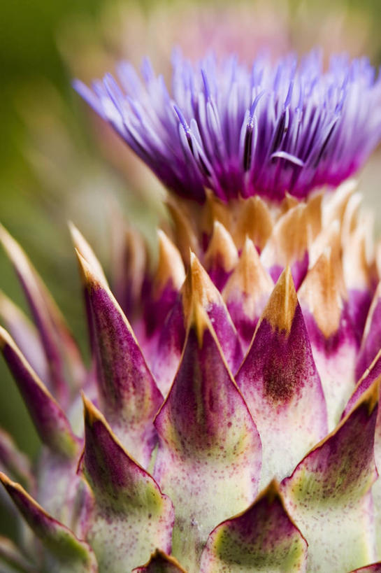 无人,竖图,室外,特写,白天,美景,植物,盛开,景观,花蕾,花,花瓣,花朵,鲜花,一朵,一个,自然,花苞,花蕊,蓟,景色,摄影,单个,自然风光,彩图