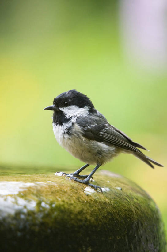 无人,竖图,室外,特写,白天,美景,野生动物,山雀,景观,苔藓,一个,自然,动物,景色,摄影,单个,自然风光,洗涤,彩图