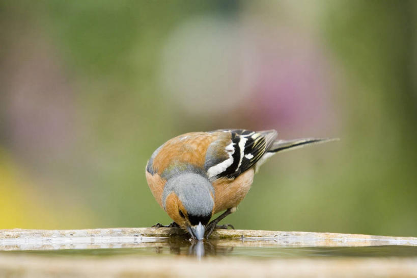 无人,横图,室外,特写,白天,美景,水,野生动物,喝,景观,一个,自然,动物,景色,摄影,栖息,单个,自然风光,苍头燕雀,彩图