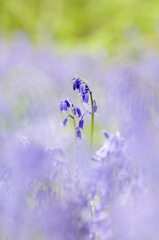 无人,竖图,室外,特写,白天,美景,植物,景观,两个,紫色,自然,景色,摄影,自然风光,野风信子,彩图