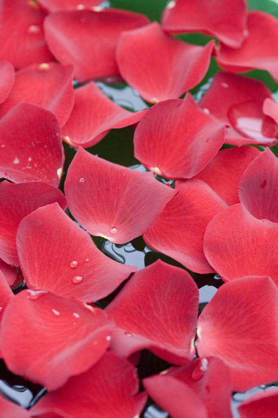 无人,竖图,室外,特写,白天,美景,水,植物,玫瑰,景观,浪漫,花瓣,红色,自然,景色,摄影,自然风光,彩图,爱