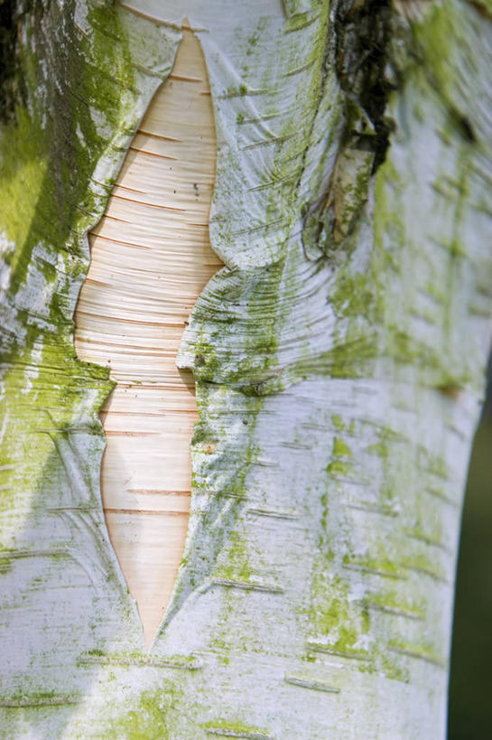 无人,竖图,室外,特写,白天,美景,景观,树皮,树,树干,自然,景色,诱惑,摄影,白桦,部分,显现,自然风光,彩图