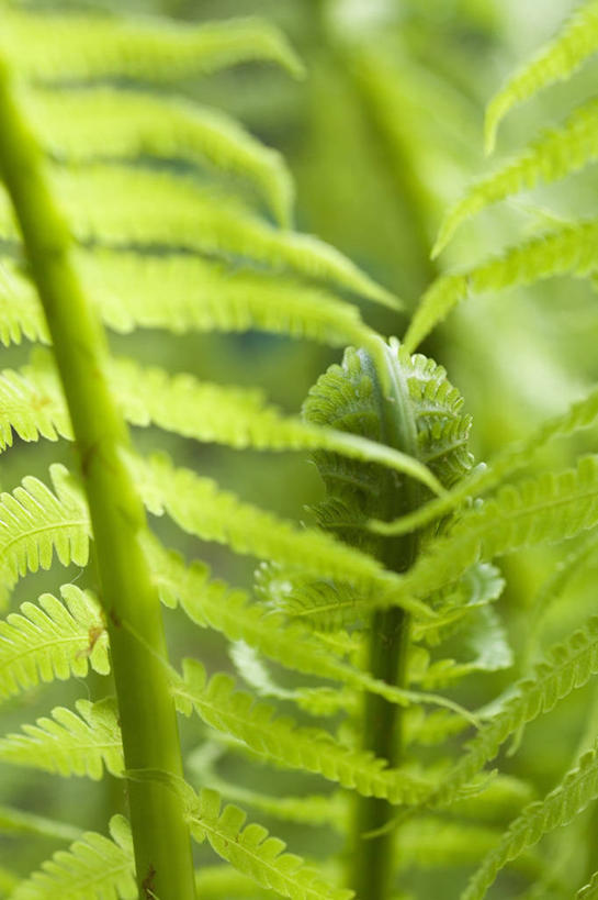 无人,竖图,室外,特写,白天,植物,开,蕨菜,绿色,春天,摄影,蕨类,清新,复叶,彩图