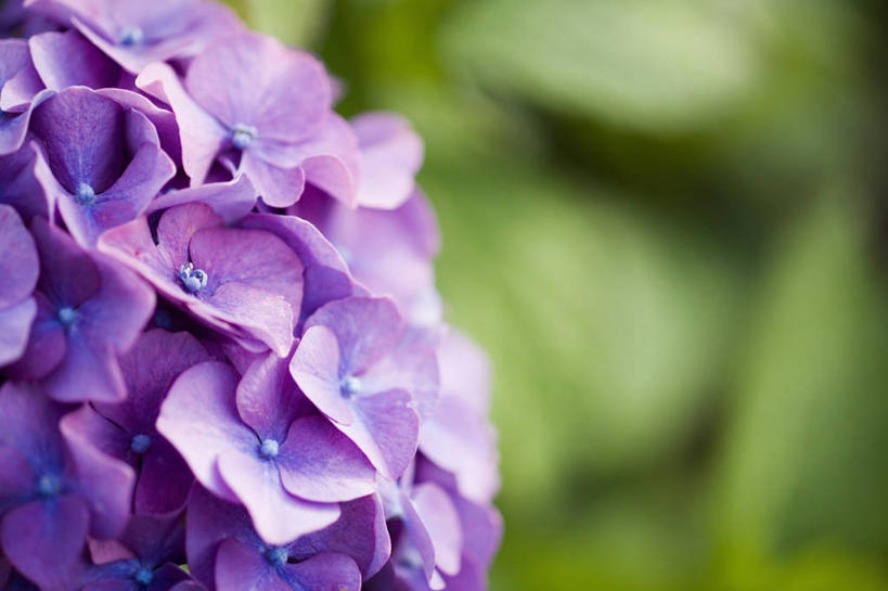 无人,横图,室外,特写,白天,骄傲,美景,植物,八仙花,景观,花瓣,紫色,自然,绣球花,景色,摄影,紫阳花,洋绣球,自然风光,草绣球,斗球,七变化,粉团花,善变,彩图