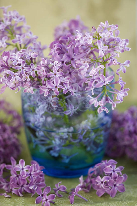 无人,竖图,特写,美景,丁香花,静物,景观,紫色,自然,花束,春天,景色,摄影,自然风光,彩图,影棚拍摄