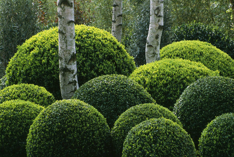 无人,横图,室外,白天,美景,景观,自然,球体,景色,摄影,清新,自然风光,曲别针,黄杨木,几何形状,彩图