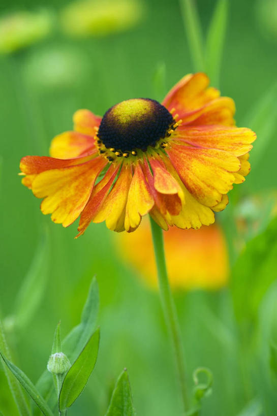 无人,竖图,室外,特写,白天,美景,盛开,景观,花蕾,花,花瓣,花朵,鲜花,一朵,一个,自然,花苞,花蕊,橙色,景色,摄影,单个,明亮,清新,自然风光,彩图,堆心菊