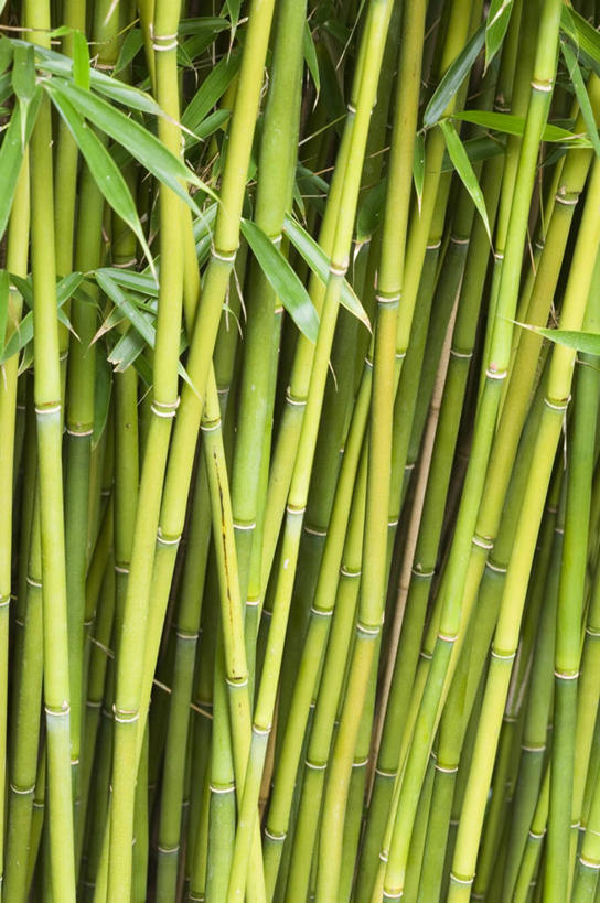 无人,竖图,室外,特写,白天,美景,景观,茎,绿色,自然,景色,摄影,清新,自然风光,竹,彩图