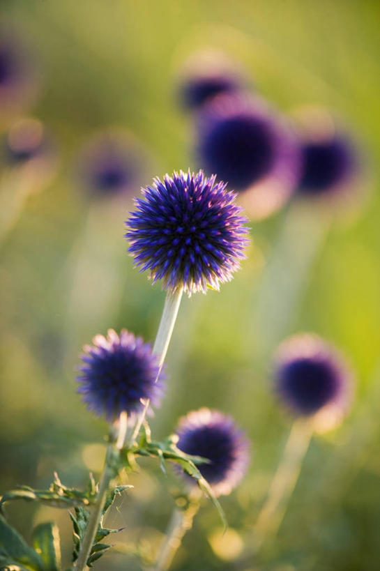 无人,竖图,室外,白天,美景,景观,紫色,自然,球体,蓟,景色,摄影,清新,自然风光,柔焦,彩图