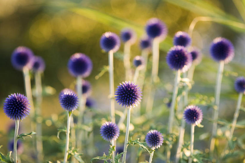 无人,横图,室外,特写,白天,美景,景观,紫色,自然,球体,蓟,景色,摄影,清新,自然风光,柔焦,彩图