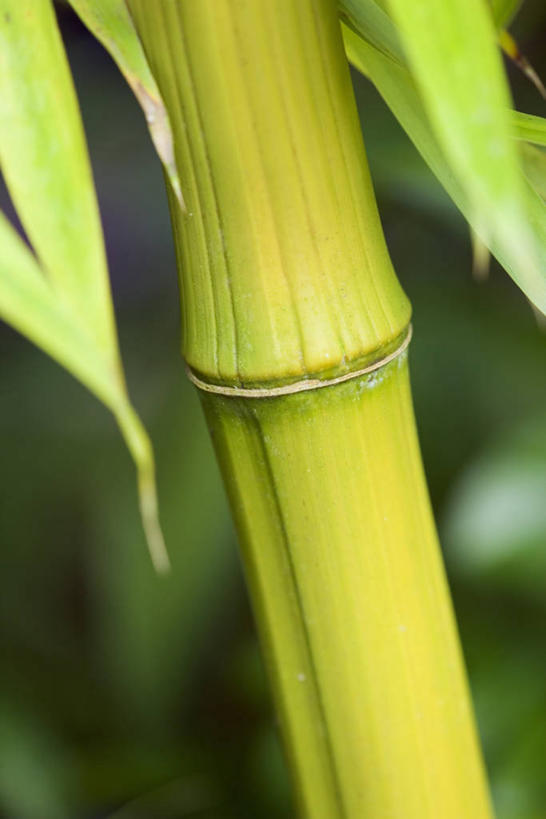 无人,竖图,室外,特写,白天,美景,景观,茎,黄色,自然,景色,摄影,生长,自然风光,淋巴结,竹,彩图