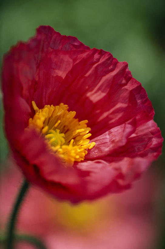 无人,竖图,室外,特写,白天,美景,盛开,景观,花蕾,花,花瓣,花朵,鲜花,一朵,一个,粉色,自然,花苞,花蕊,景色,摄影,单个,自然风光,冰岛罂粟,彩图