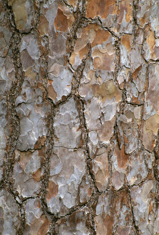 无人,竖图,室外,特写,白天,美景,景观,饮食,自然,景色,摄影,自然风光,肌理,式样,欧洲赤松,彩图,全画面,全框架,全帧,全画幅