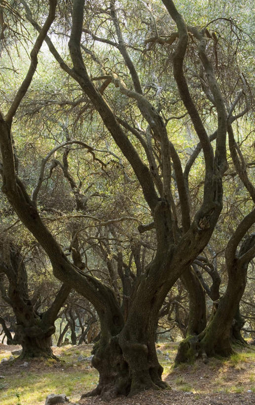 老年人,无人,竖图,室外,特写,白天,美景,景观,树干,自然,景色,摄影,自然风光,科孚,彩图,油橄榄树