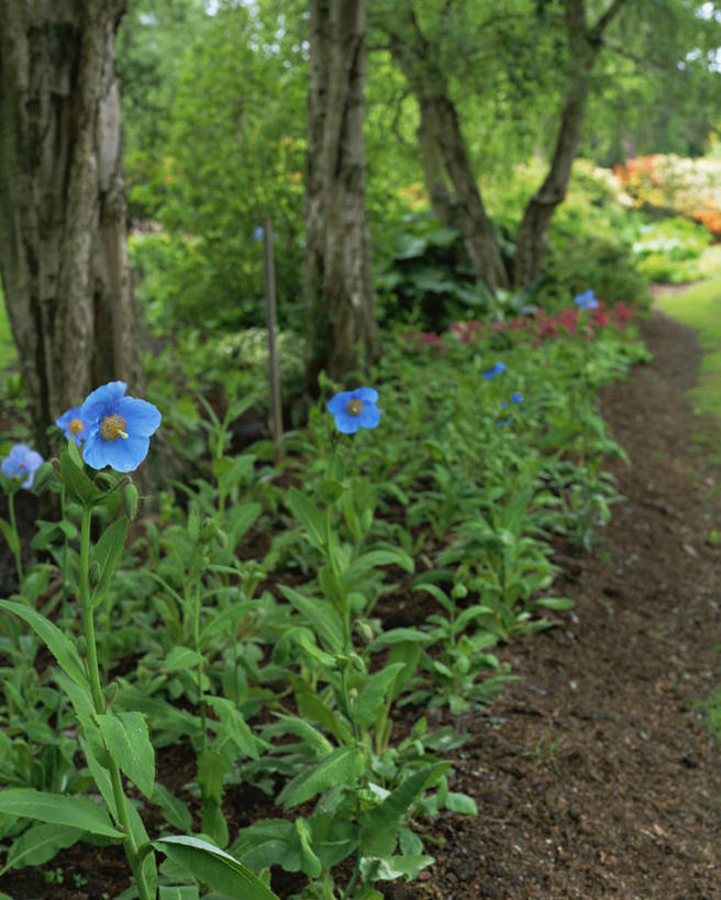 无人,竖图,室外,特写,白天,美景,植物,景观,花,自然,景色,摄影,自然风光,彩图