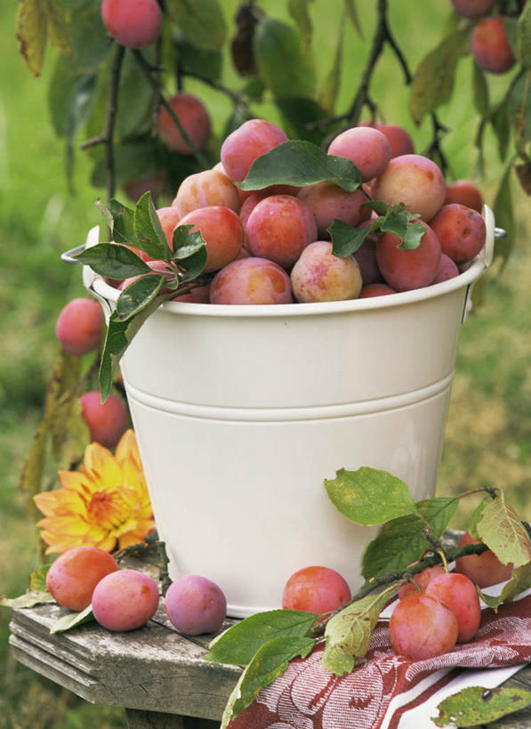 无人,竖图,特写,白天,农业,农作物,美景,植物,李子,静物,丰富,景观,饮食,自然,景色,摄影,清新,自然风光,选择,健康食物,李树,彩图