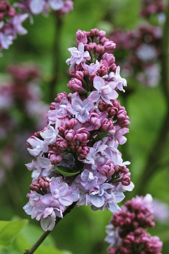 无人,竖图,室外,特写,白天,美景,植物,丁香花,景观,花,紫色,自然,春天,香水,景色,摄影,自然风光,彩图