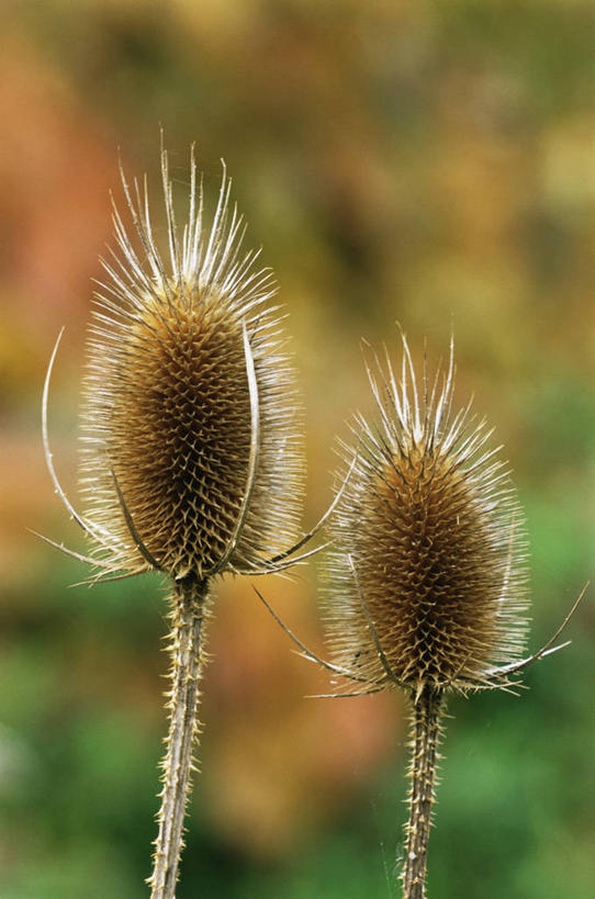 无人,竖图,室外,特写,白天,美景,植物,锐利,景观,褐色,两个,自然,景色,摄影,锋利,尖锐,自然风光,干的,肌理,彩图