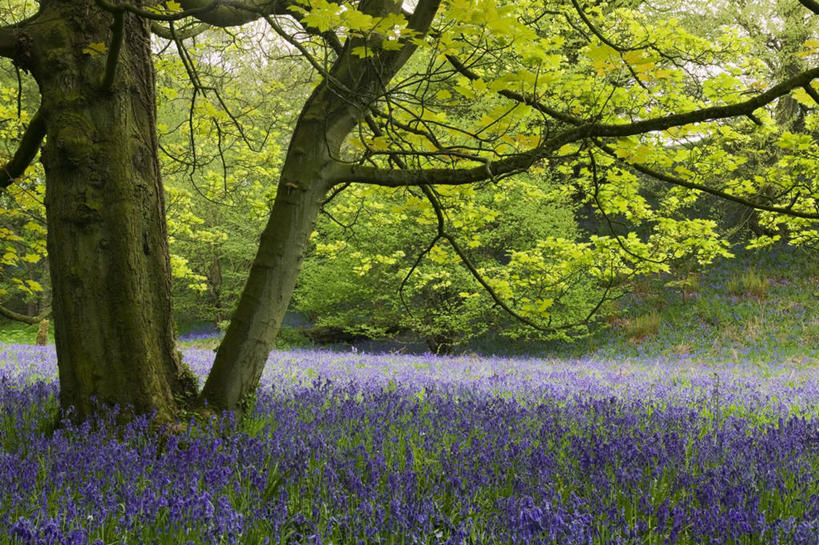 无人,横图,室外,白天,美景,树林,植物,景观,蓝色,紫色,自然,春天,景色,摄影,清新,自然风光,野风信子,彩图