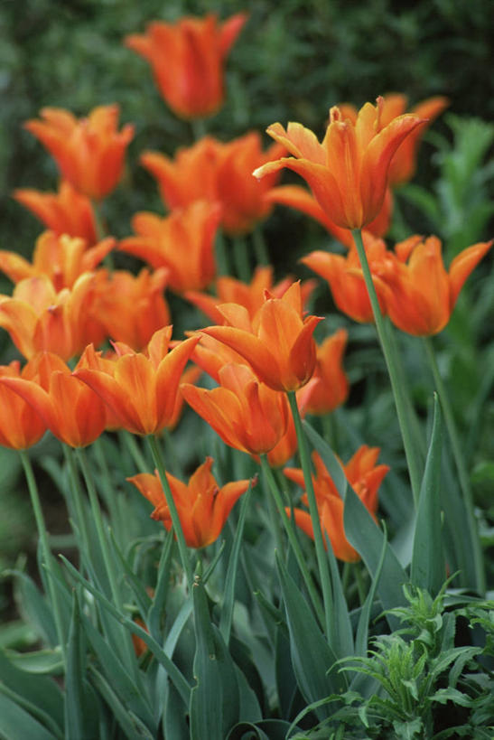 无人,竖图,室外,特写,白天,美景,植物,郁金香,景观,自然,橙色,景色,摄影,自然风光,柔焦,彩图