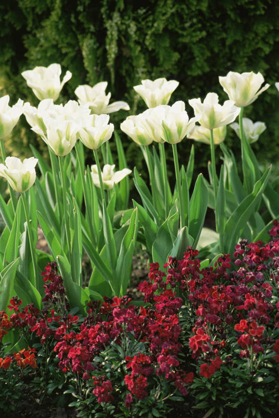 无人,竖图,室外,特写,白天,美景,植物,郁金香,景观,红色,白色,自然,景色,摄影,自然风光,害羞,彩图